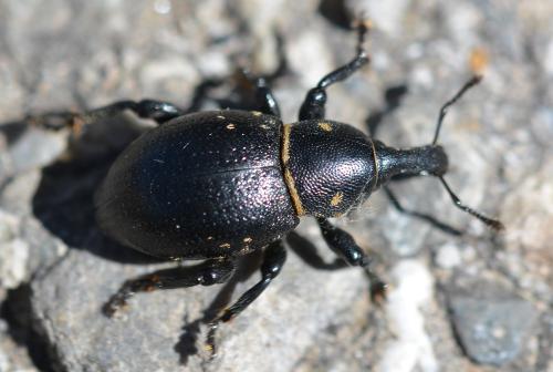 Liparus coronatus